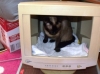 kedi evi yapımı resim 2