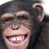 orangutan ne yer sorunsalı / #842832