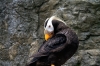 puffin