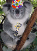 saskin koala / #755839