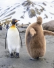 antartika pengueni
