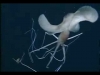 bigfin squid / #554050