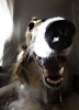 borzoi