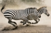 zebra