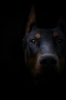 doberman / #624016