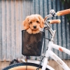 köpek / #907061