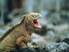 karşı masadaki iş arkadaşının iguana ya benzemesi / #733362