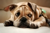 köpek / #907437