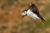 puffin