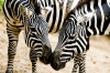 zebra / #754772