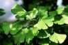 gingko / #560446