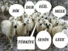 dik dur eğilme bu millet seninle / #595655
