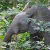 kamerun / #560415