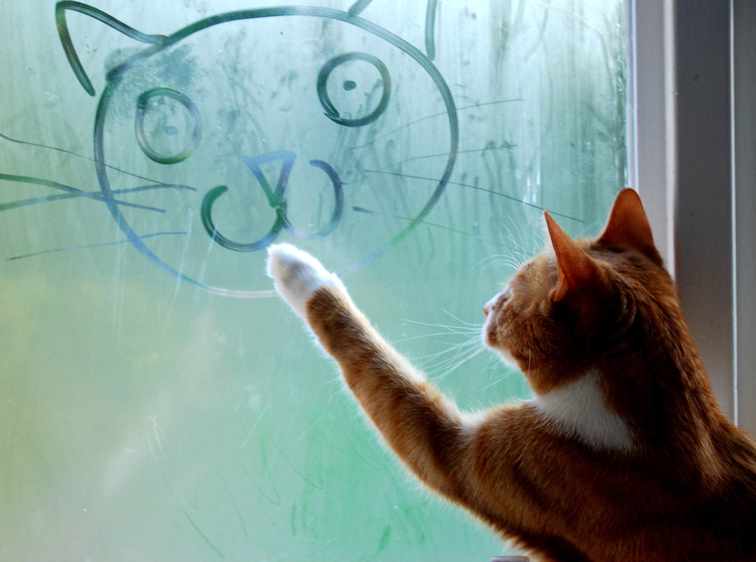 Мечтающая кошка. День рисования на запотевшем стекле. Кот мечтает. Кошка на окне рисунок. Рисовать кота.