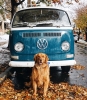 köpek / #949890