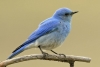 mavi dağ kuşu