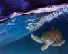 caretta caretta