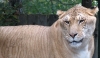 liger