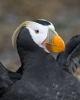 puffin