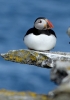 puffin