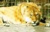 liger