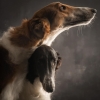 borzoi