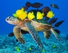 caretta caretta