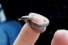 leptotyphlops carlae / #626972