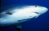remora / #655249
