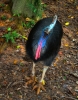 cassowary