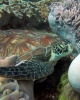 caretta caretta