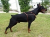 doberman / #772593