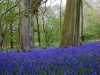 blue bells / #548780