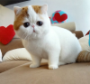 exotic shorthair