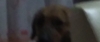 sözlükte takılmama içerleyen köpek / #827539