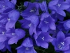 blue bells / #548783