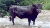 cerattepeyi gezi parkı eylemleriyle karıştırmak / #976830