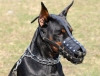 doberman / #772736