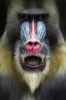 mandrill