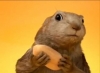 nutzz reklamlarındaki sincap / #823704