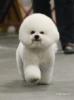 bichon frise / #969019