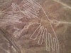 nazca / #618384