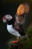 puffin