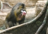 mandrill