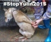 stop the yulin 2015 / #789170