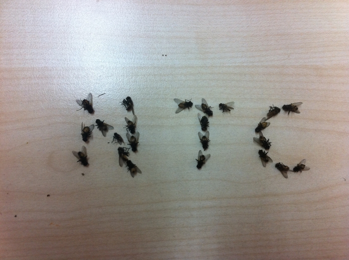 8 kasım 2012 büyük sinek katliamı 17443488 uludağ sözlük