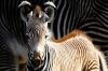 zebra / #754838