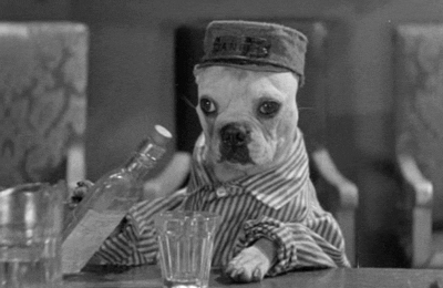 köpek