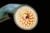 lamprey