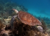 caretta caretta